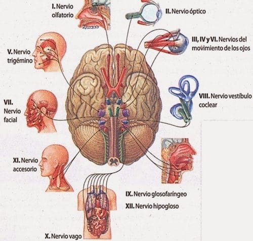Nervis cranials