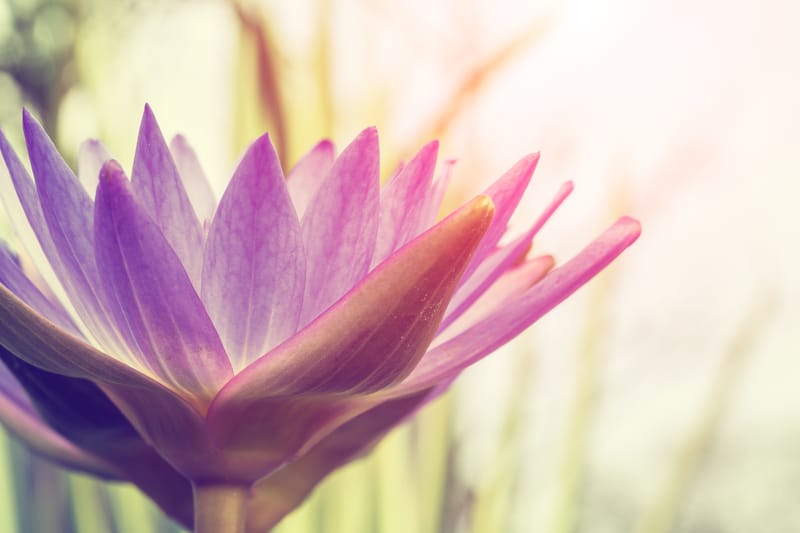 บัวลอยมะพร้าวอ่อน