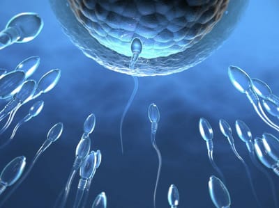 Fertilité et santé reproductive masculine
