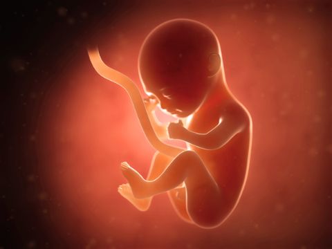 fertilité masculine