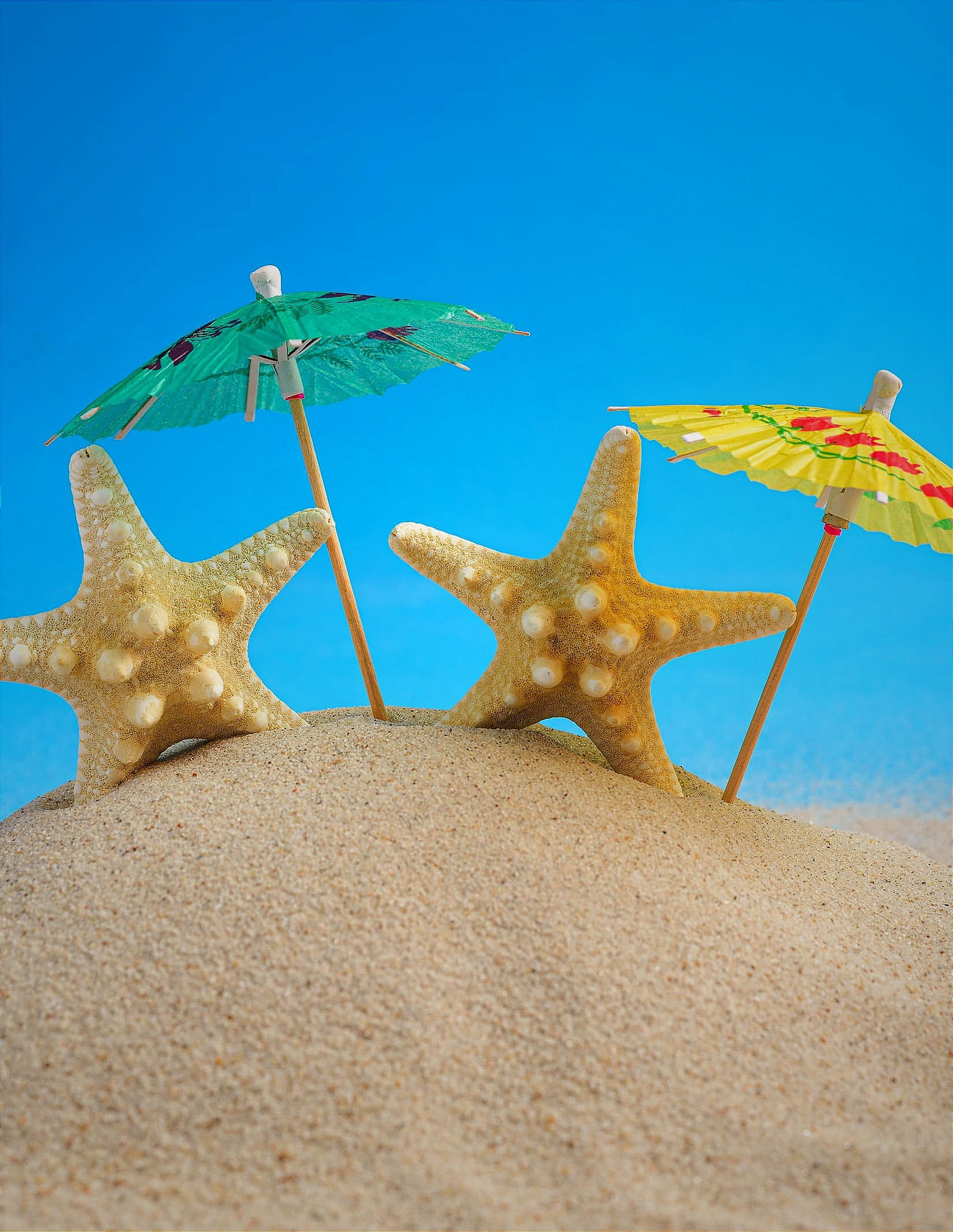Estrellas de Mar.