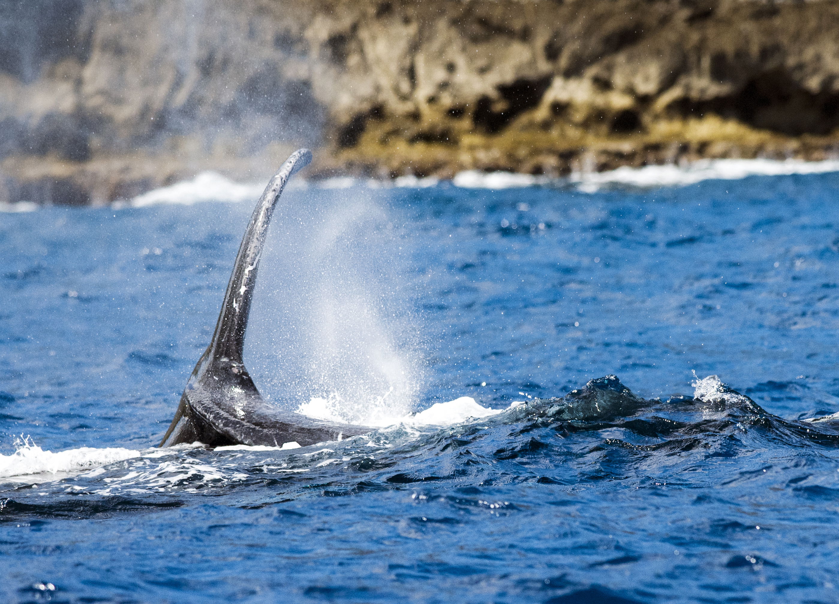 Ballena jorobada emergiendo del agua en la Bahía de Samaná durante temporada de avistamiento en República Dominicana"