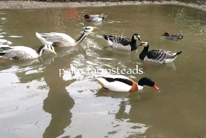 WATERFOWLS