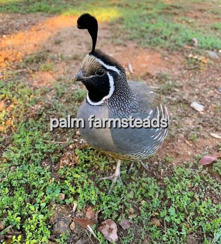 GAME BIRDS/OTHER EXOTICS