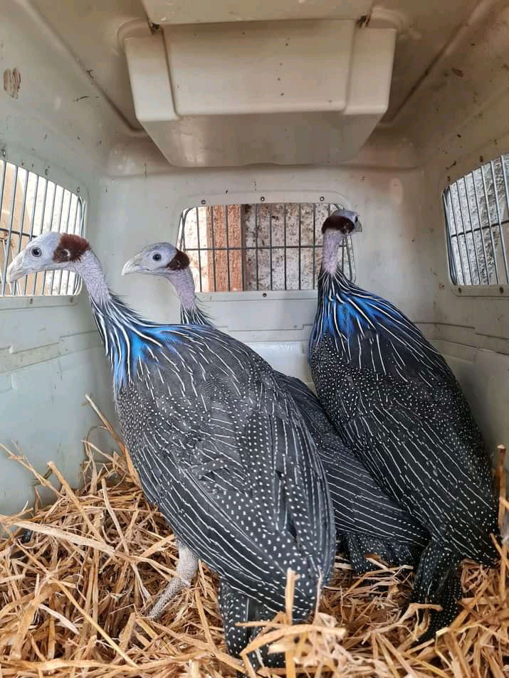 Live birds/eggs