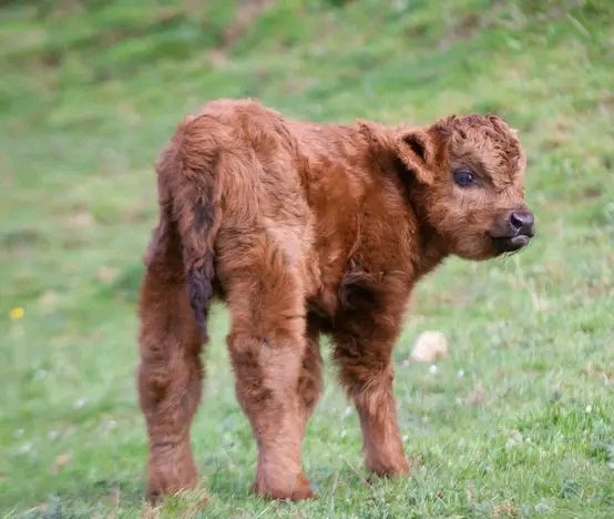 Miniature cattle