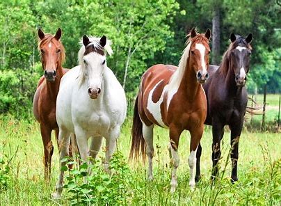 20 races de chevaux connues