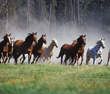 Chevaux et anecdotes à travers les âges