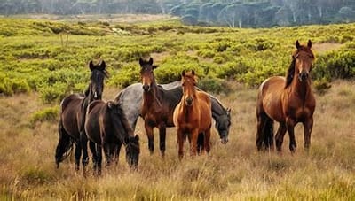 La Communication avec les Chevaux : Comprendre le Langage Équin