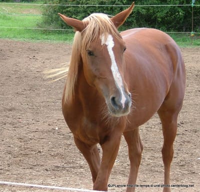 Le Développement des Chevaux : De la Naissance à l'Âge Adulte