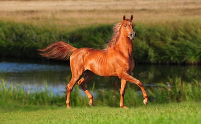 Innovations Modernes pour la Santé et le Bien-être des Chevaux
