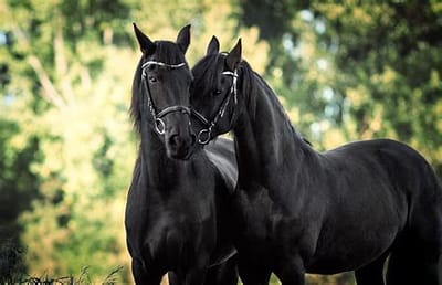 #Chevaux