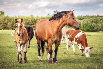 Les Chevaux dans l'Art et la Littérature