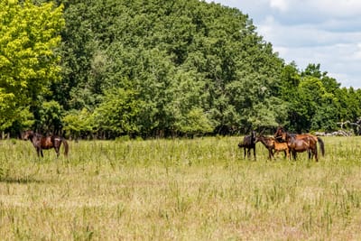 L'Importance de la Gestion des Prairies pour les Chevaux