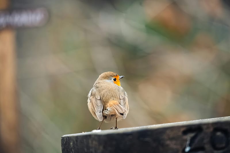 Ruídos além dos sentidos