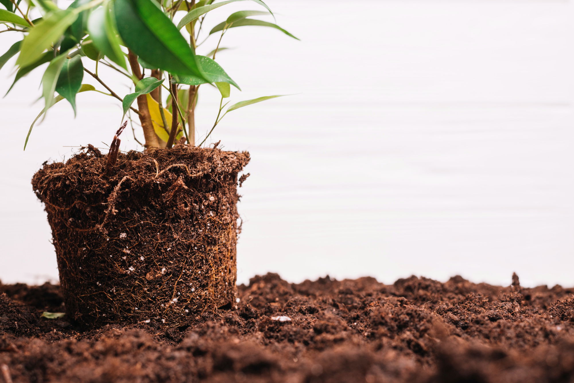 Para criar mundo, precisamos plantar ideias generativas