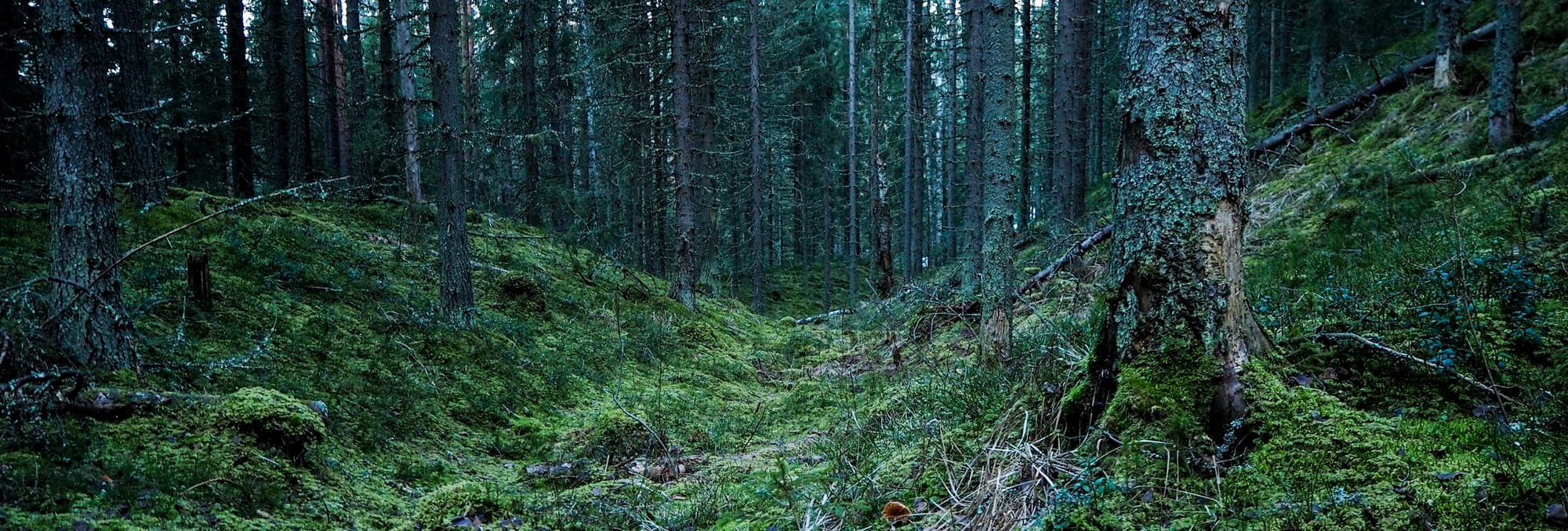 pieni notkelma jossa vanhoja kuusia ja paksu sammalmatto. 