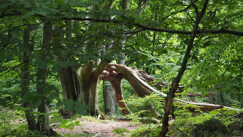 Vaellusviikko Brösarpissa