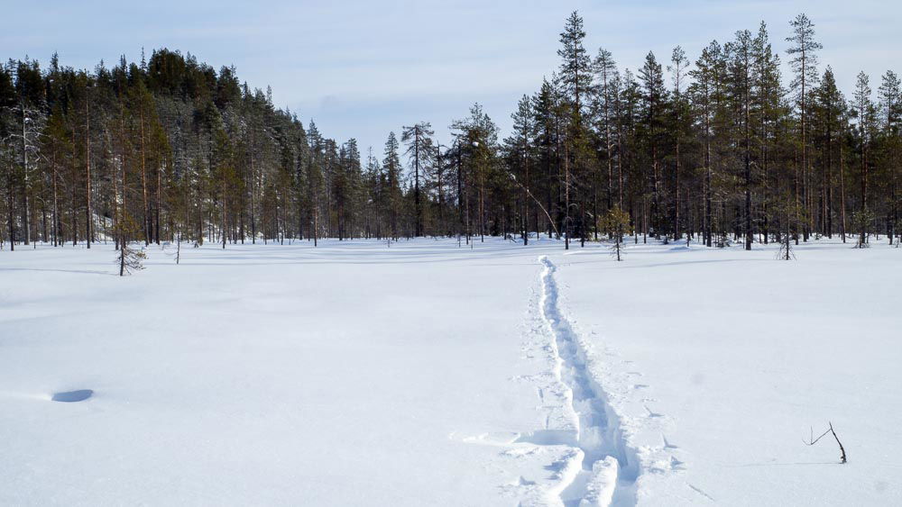 Yksinäisen hiihtäjän umpihankeen jättämä latu erämaassa.