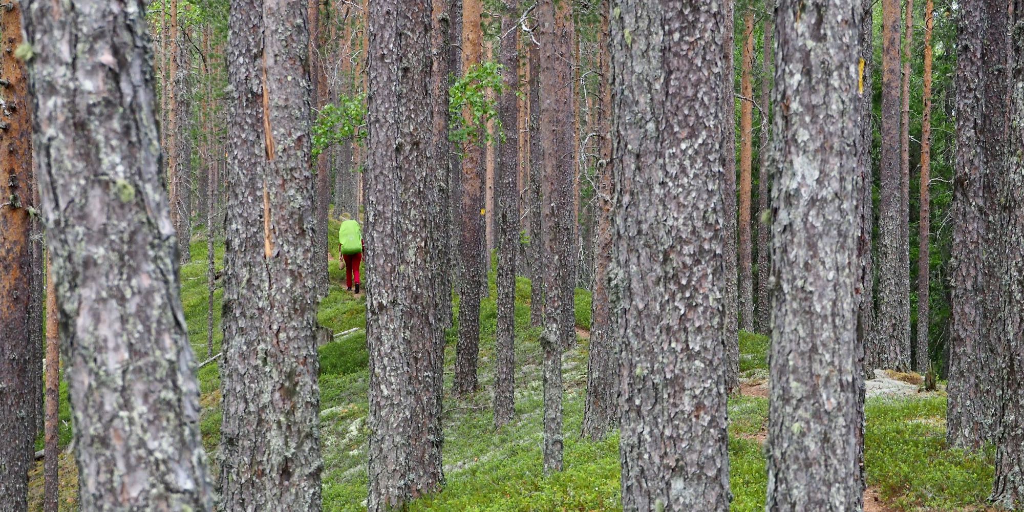 Mäntyjä kasvavan harjun päällä kulkee polku. Puiden välistä pilkistää vaeltajan vihreä rinkka.