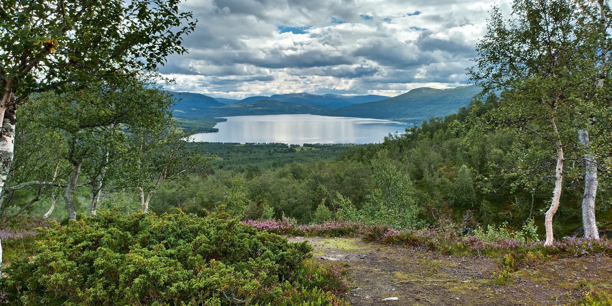 Kuvan keskellä kulkee polku matalien tunturikoivujen keskellä. Taustalla välkehtii kapea järvi. 