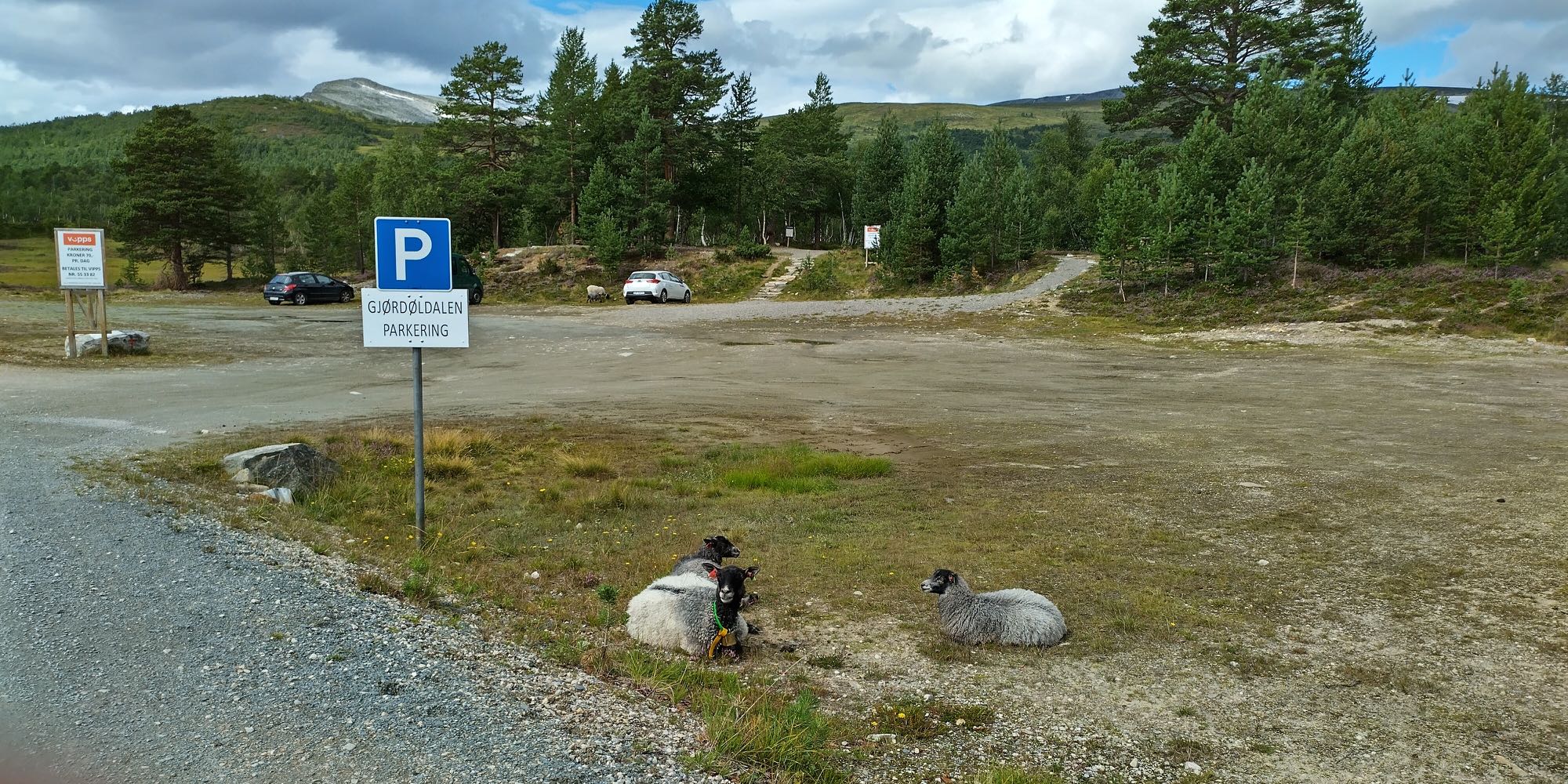 Melkein tyhjä parkkipaikka, etualalla loikoilee kolme lammasta. 