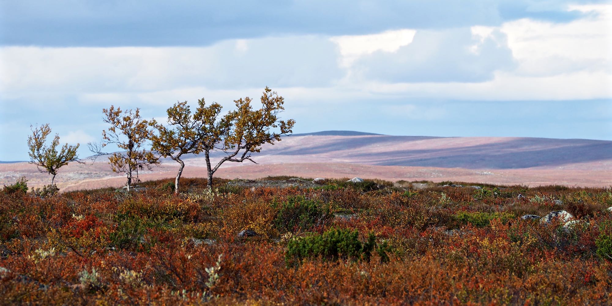 Kuvassa käppyräinen tunturikoivu puuttomalla jängällä. Taustalla loivarinteisiä tuntureita. 