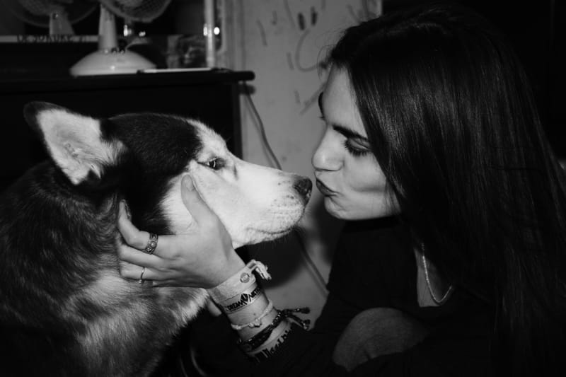 Animaux de compagnie