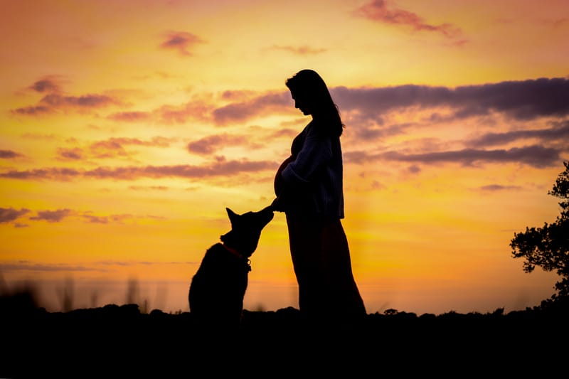 Animaux de compagnie