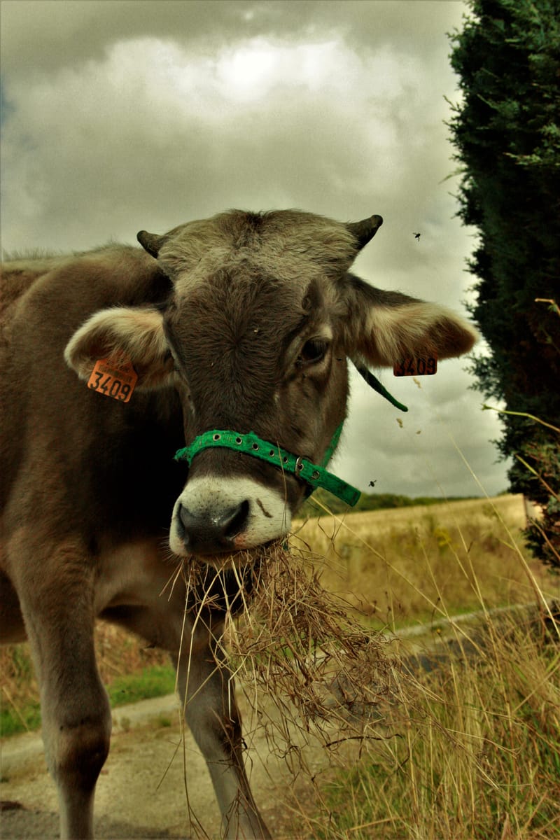 Animaux de compagnie