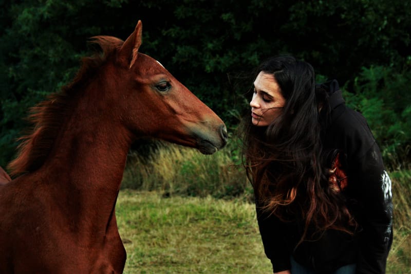 Animaux de compagnie