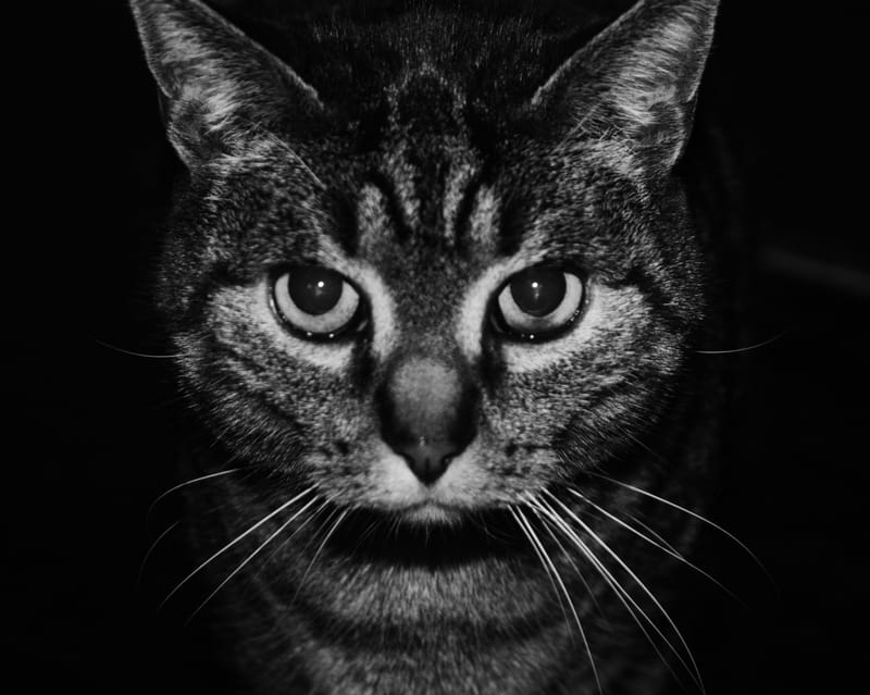 Animaux de compagnie