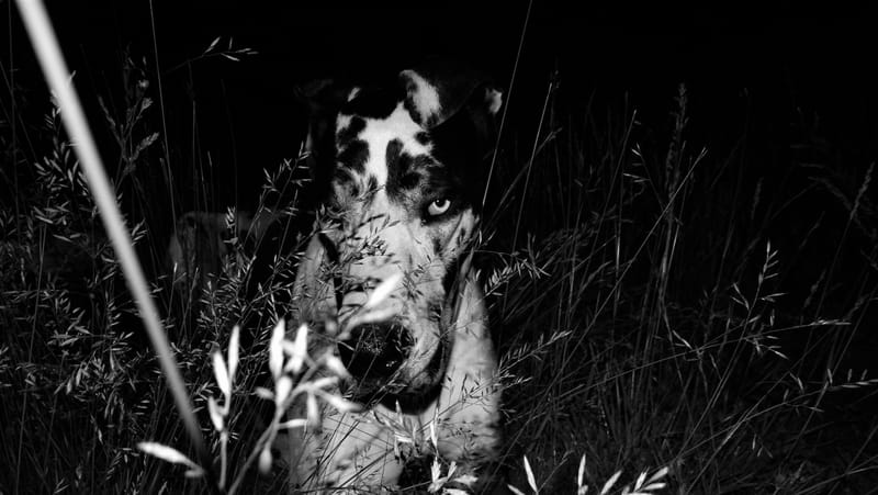 Animaux de compagnie