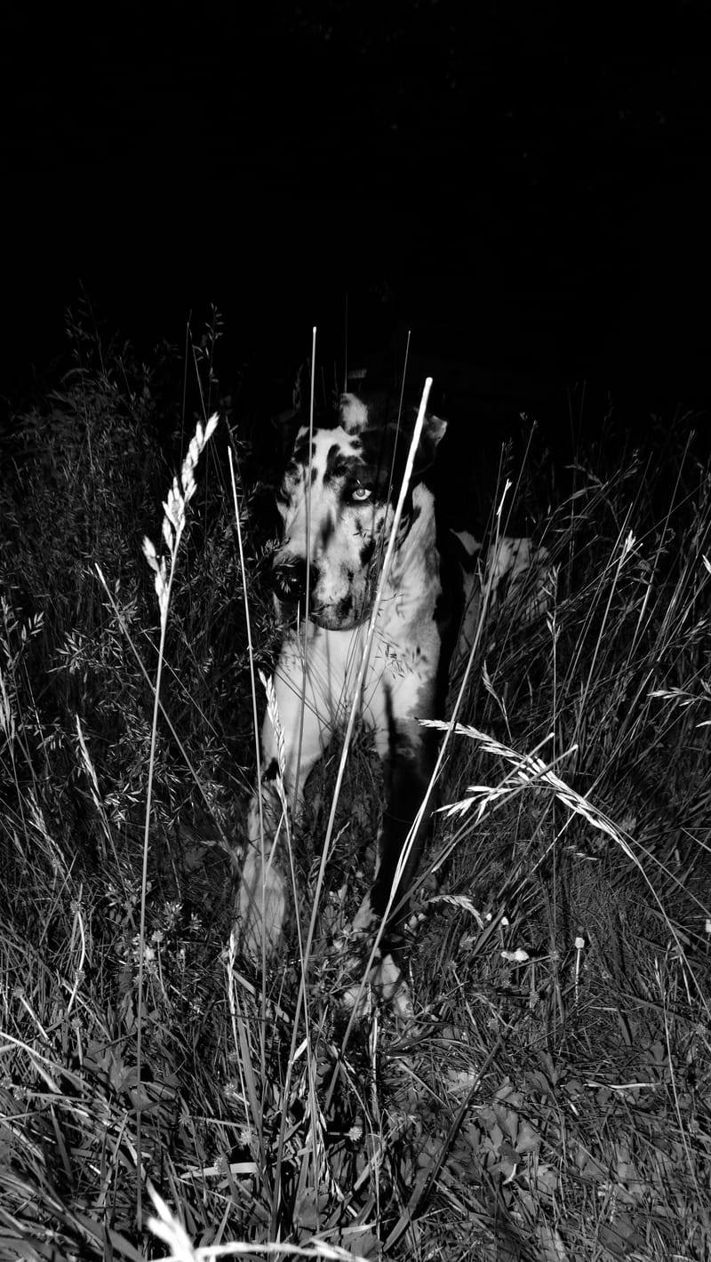 Animaux de compagnie