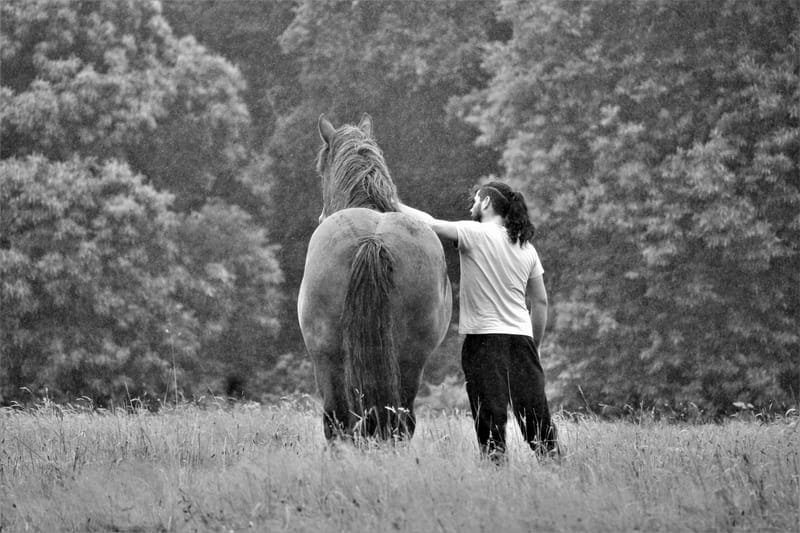 Animaux de compagnie