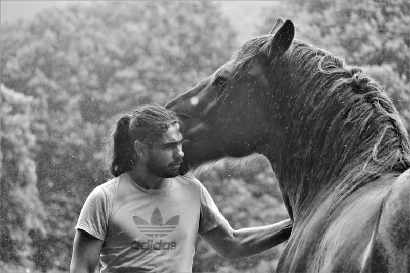 Animaux de compagnie
