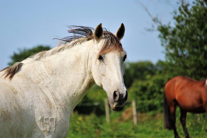 Animaux de compagnie
