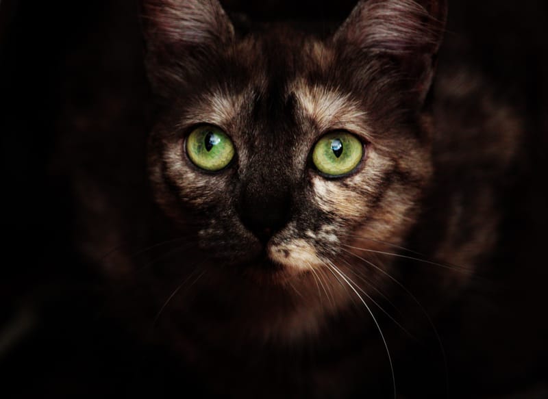 Animaux de compagnie