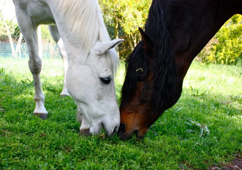 Animaux de compagnie