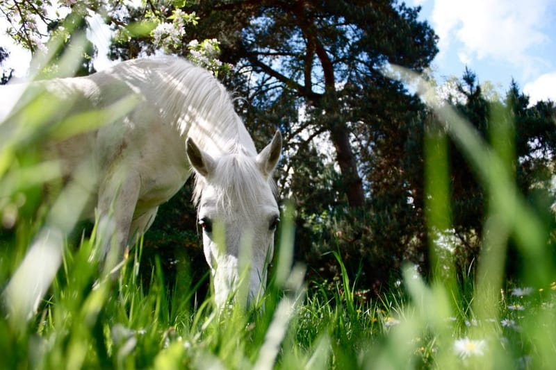 Animaux de compagnie