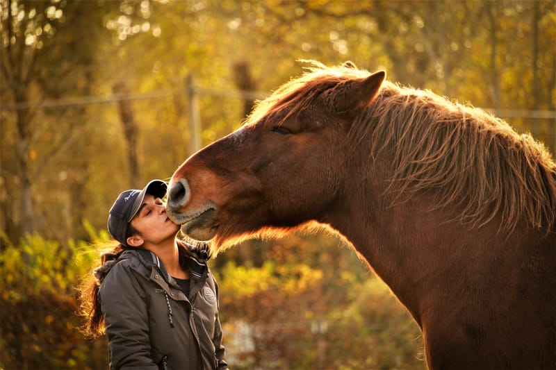 Animaux de compagnie