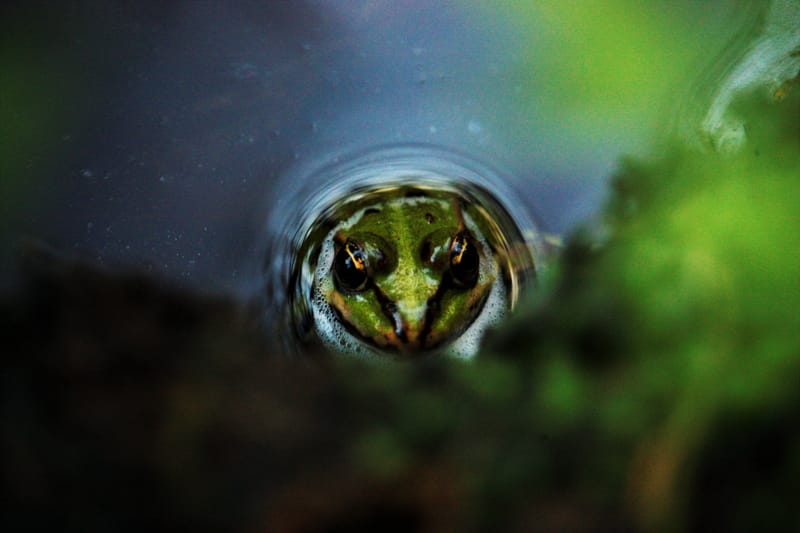 Animaux sauvages