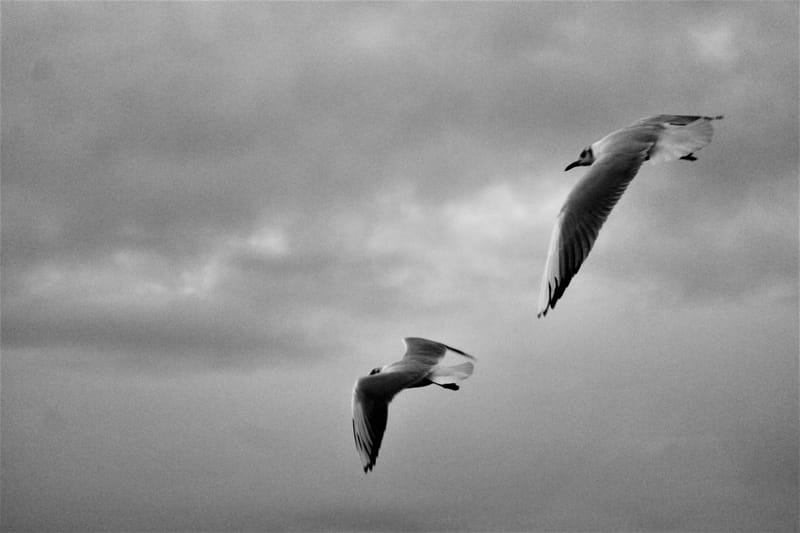 Animaux sauvages