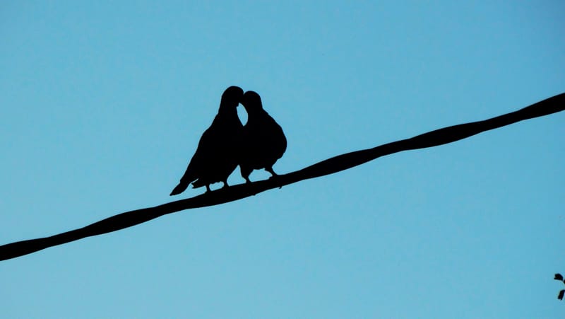Animaux sauvages