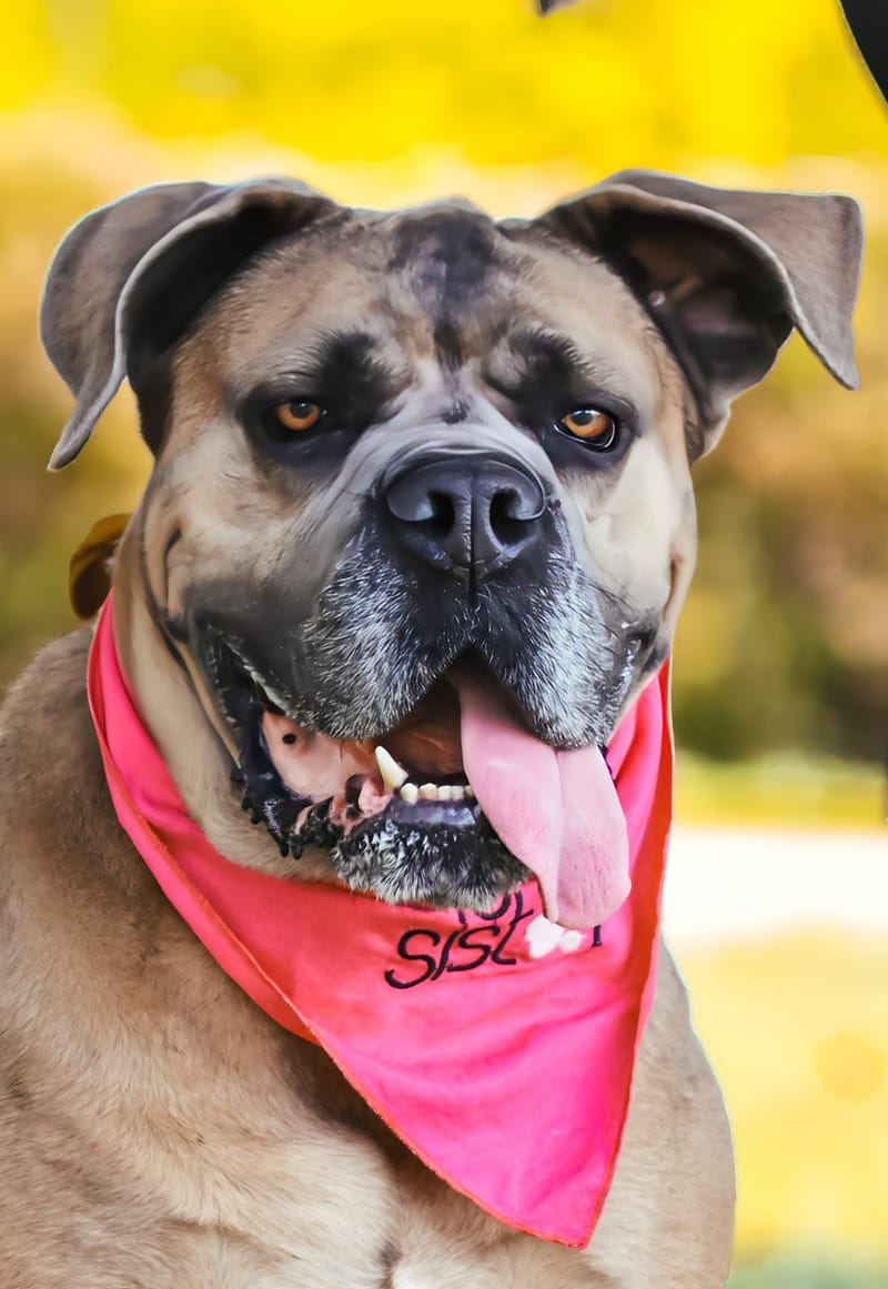 Pet Super Mini's $50