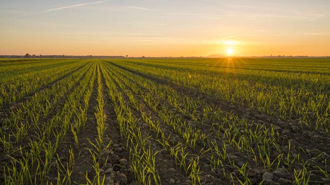 Bionema’s RootVita SP Increases Maize Head Size by 50% in South African Field Trials