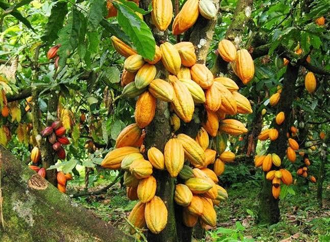 Ghana Launches Ambitious Plan to Revive Cocoa Industry with 200,000 Hectares of New Plantations