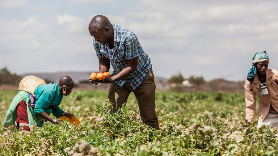 Morocco’s OCP takes on Africa’s agricultural productivity challenge