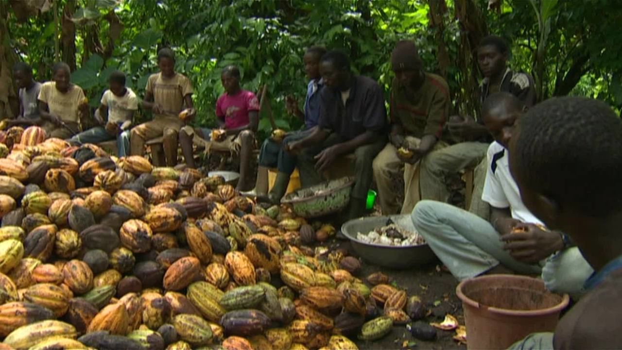 West Africa facing 10% drop in cocoa output in 2025/26, industry sources say