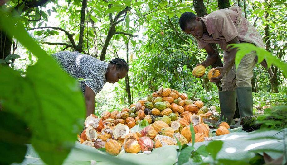 Africa expects cocoa bean production to fall by 10%